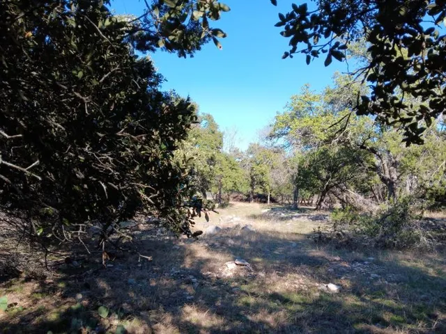 a view of a forest with trees