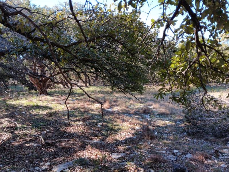 101 Timber Line Road Georgetown, TX 78633 - Photo 9 of 15 a view of a yard with a tree