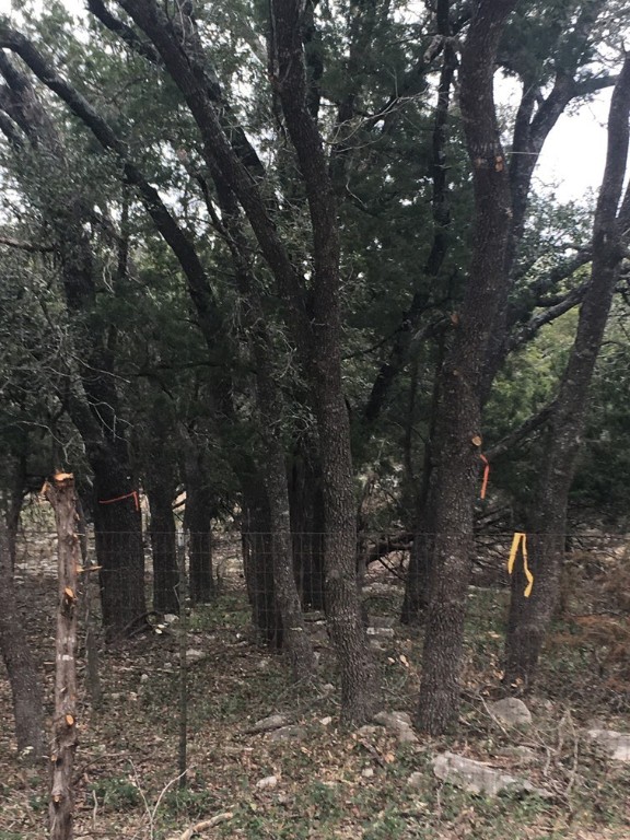 101 Timber Line Road Georgetown, TX 78633 - Photo 10 of 15 a view of a forest with trees in the background