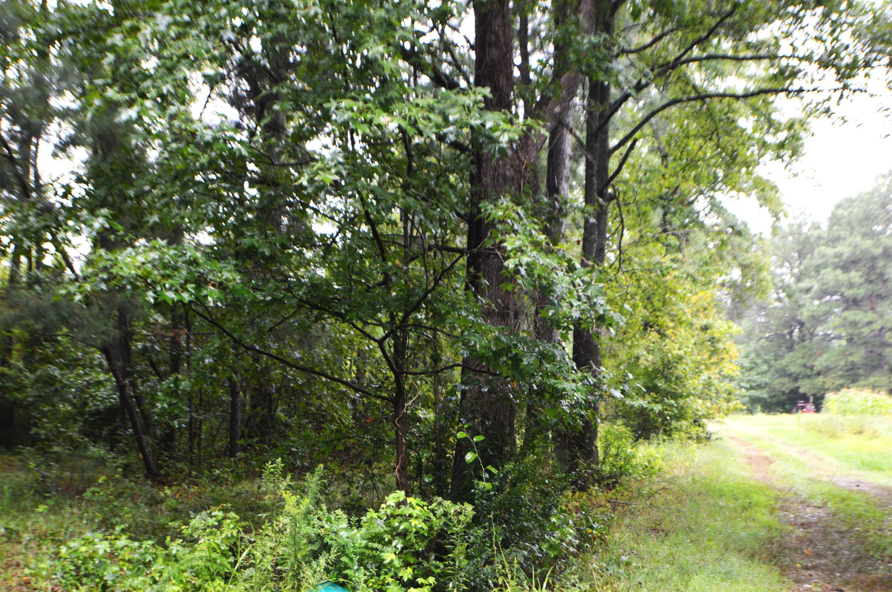 0 Ridgeway-Warrenton Road Warrenton, NC 27589 - Photo 6 of 7 Photo 6