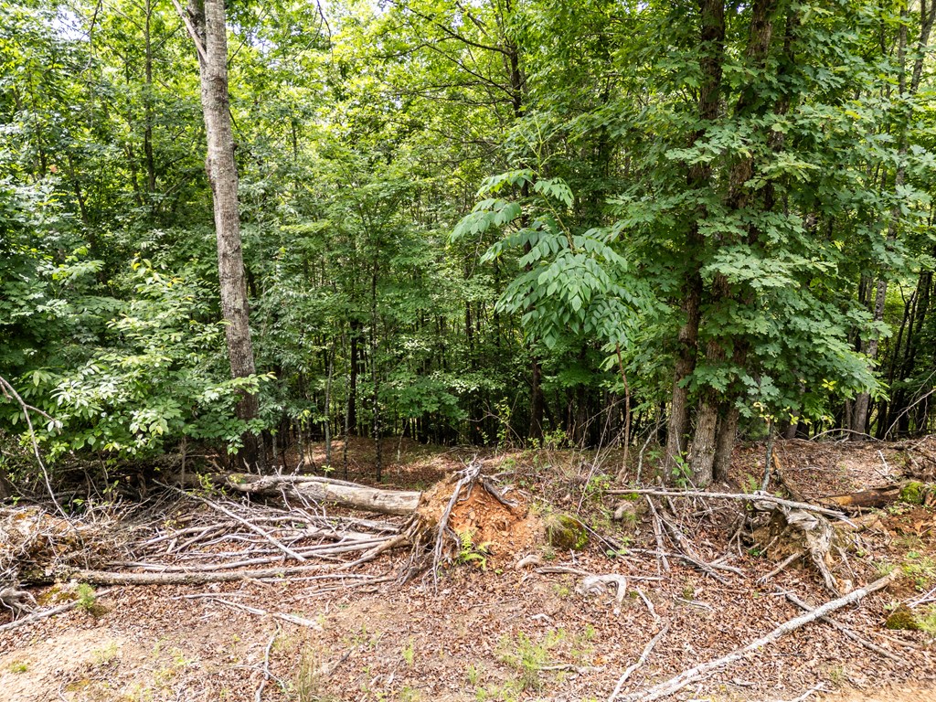 1 Stormy Ridge Brasstown, NC 28902 - Photo 8 of 20