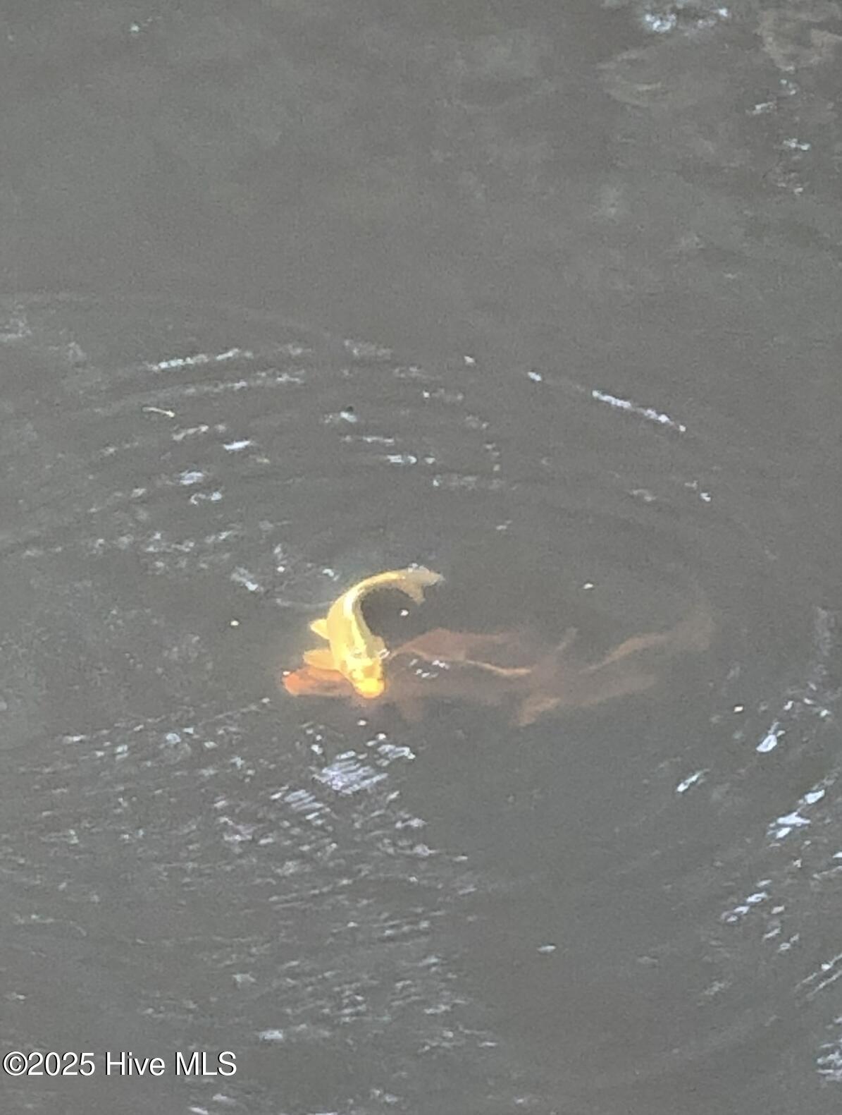 2326 Highway 117 Faison, NC 28341 - Photo 69 of 84 IMG_3051