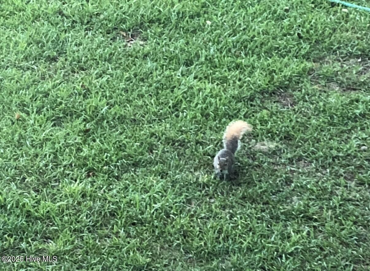 2326 Highway 117 Faison, NC 28341 - Photo 70 of 84 IMG_3052