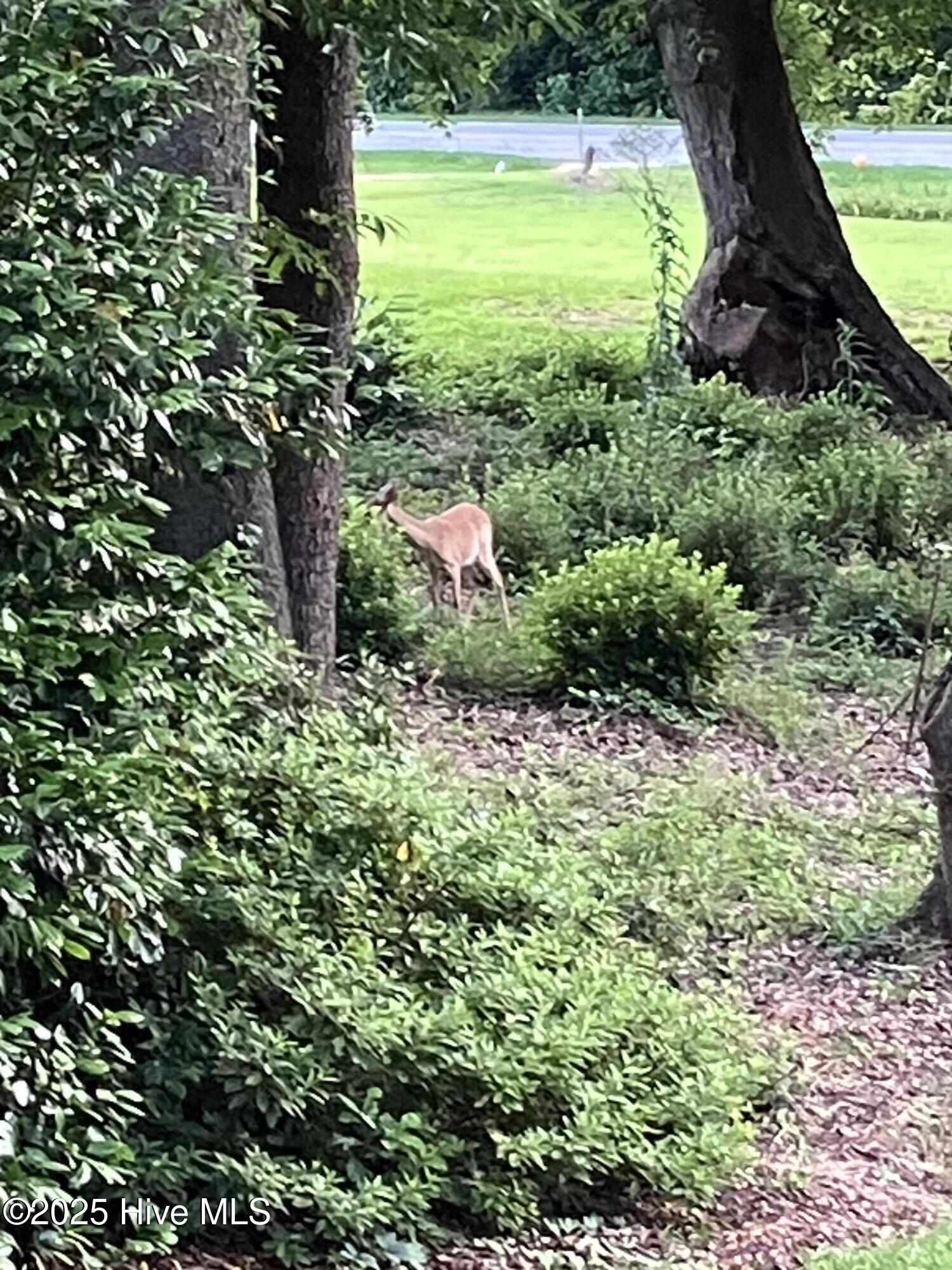 2326 Highway 117 Faison, NC 28341 - Photo 78 of 84 IMG_6548