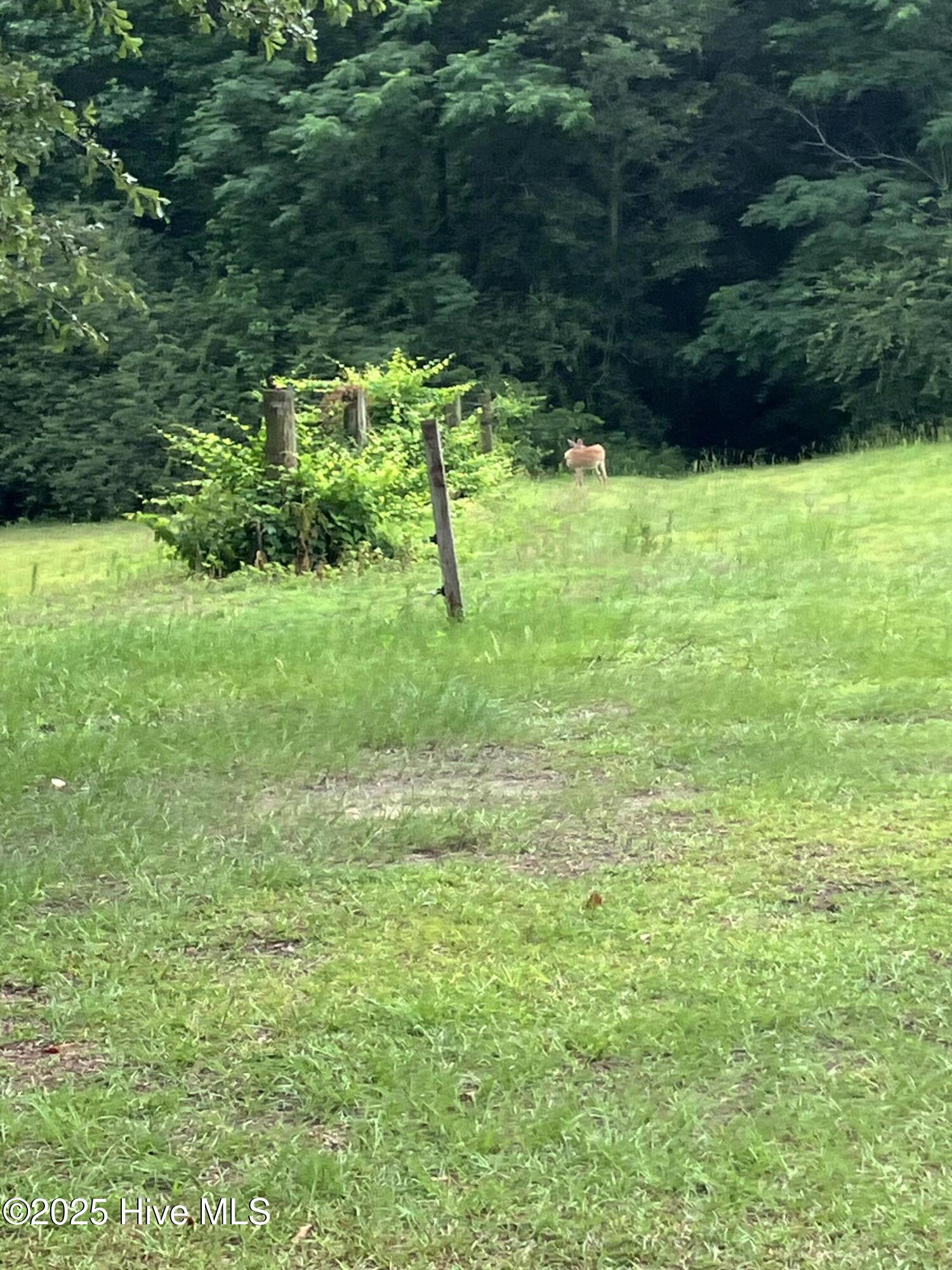 2326 Highway 117 Faison, NC 28341 - Photo 79 of 84 IMG_6551