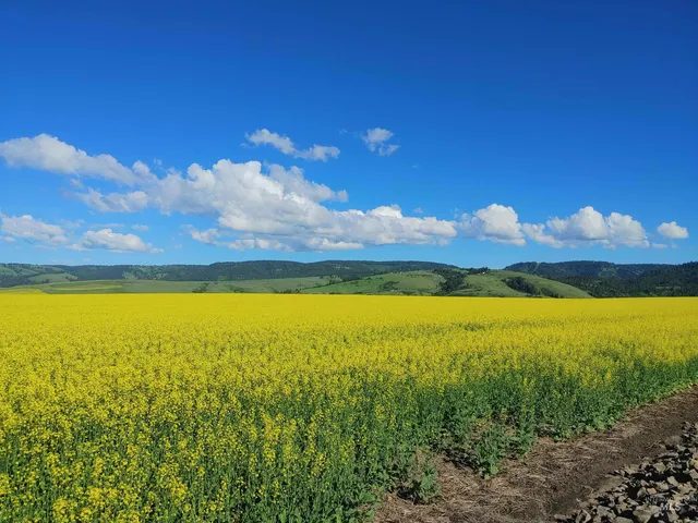 $249,700 | Lot B Forsman Lane, Lewiston, ID 83501