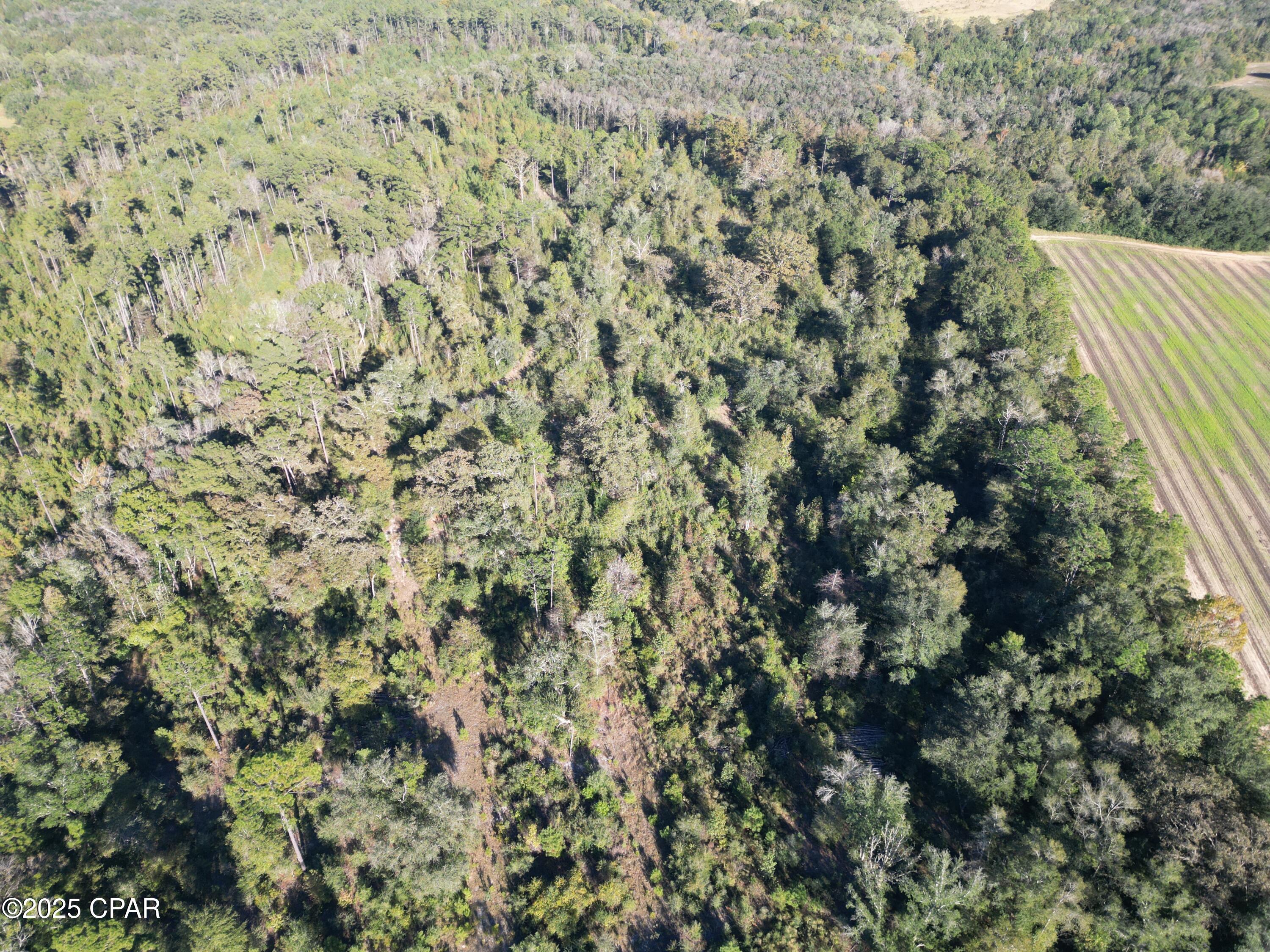 0 Arrant Road Westville, FL 32464 - Photo 9 of 28