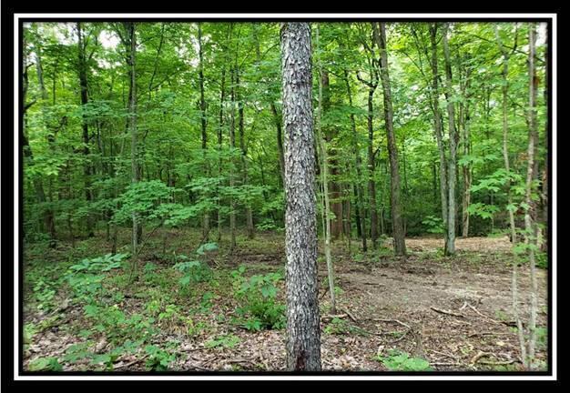 0 Pedigo Ridge Road, Unit TRACT 6) Nelsonville, OH 45764 - Photo 6 of 57 image006