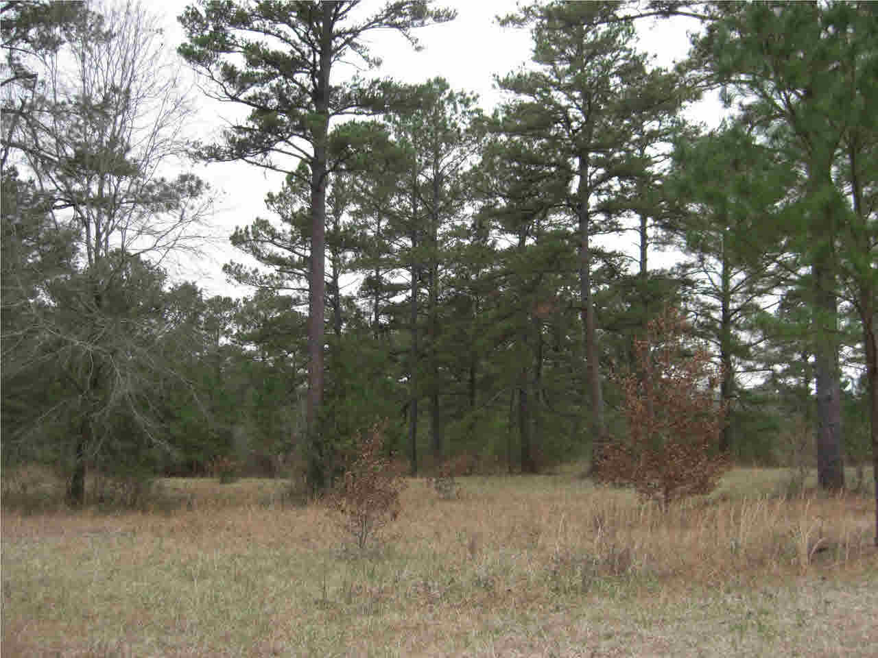 2031 Pleasant Gift Road Canton, MS 39046 - Photo 4 of 10 Photo 4