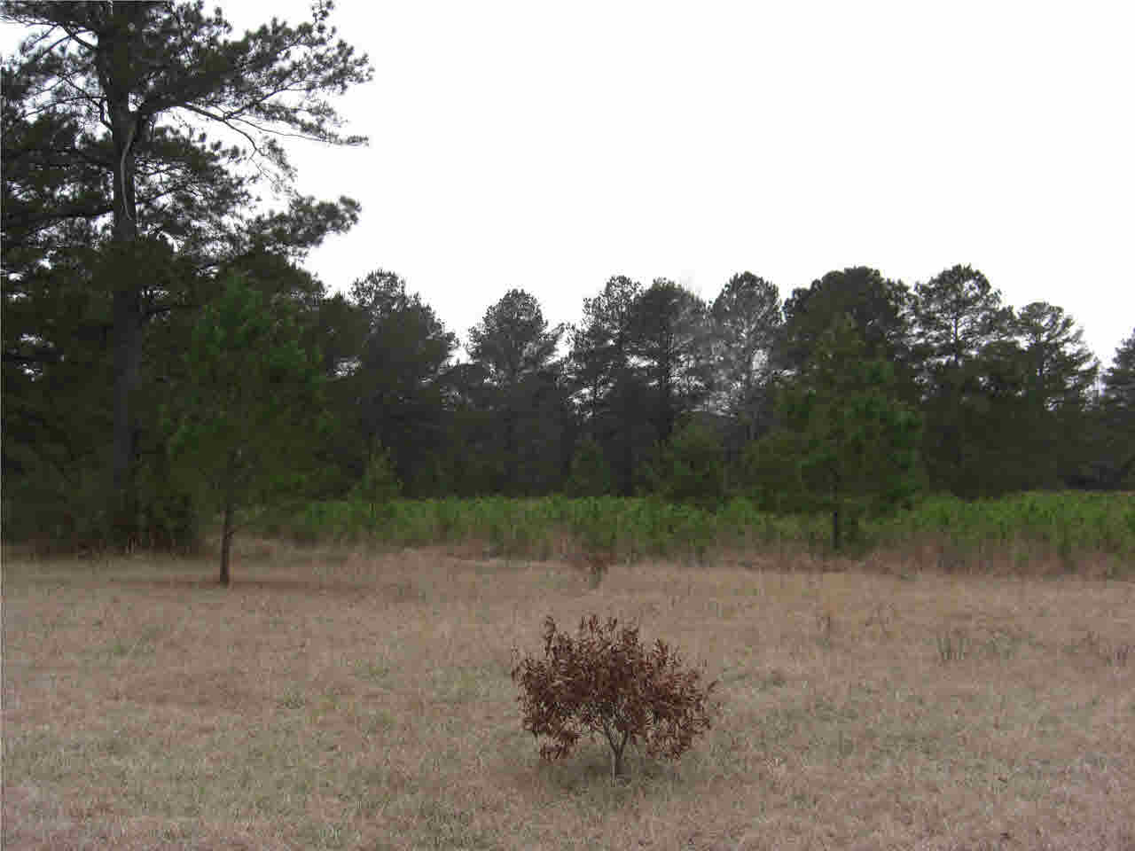 2031 Pleasant Gift Road Canton, MS 39046 - Photo 7 of 10 Photo 7
