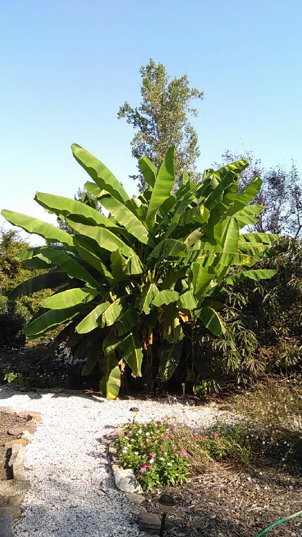 5152 Circle Road Corryton, TN 37721 - Photo 13 of 31 Banana Trees in Summer