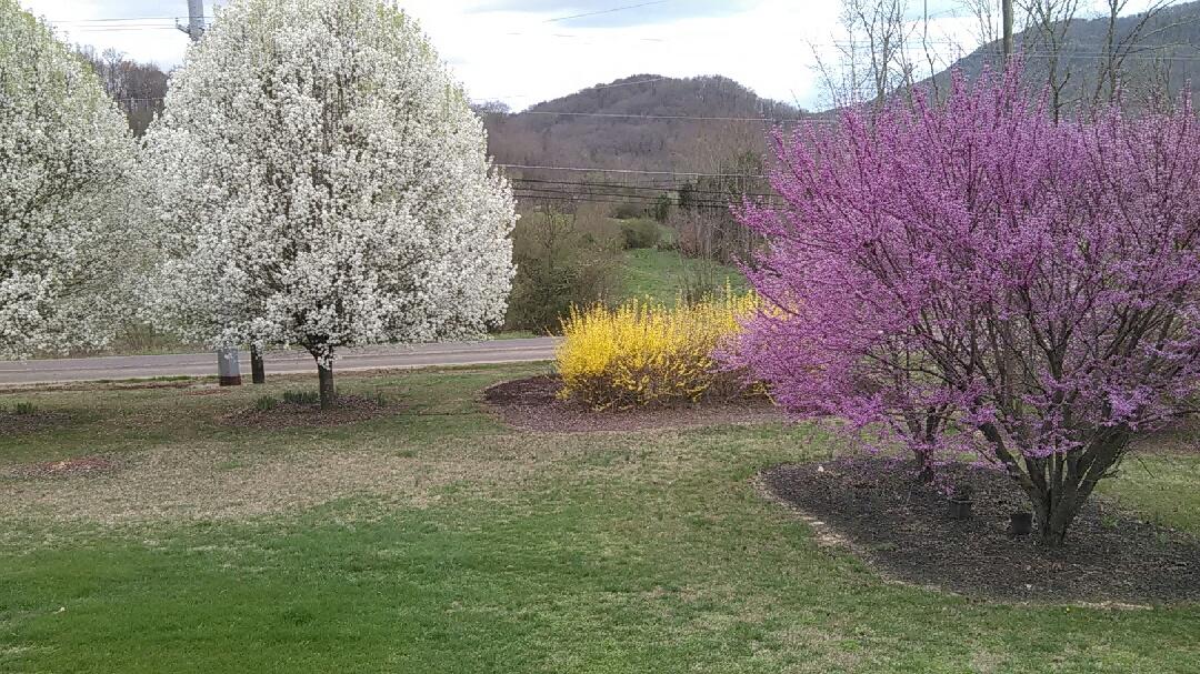 5152 Circle Road Corryton, TN 37721 - Photo 14 of 31 Spring View of Front Yard