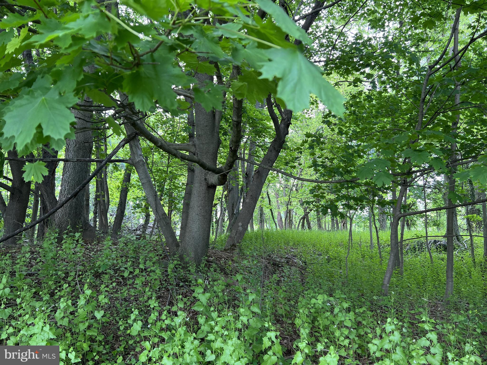 Coppermine Woodsboro, MD 21798 - Photo 39 of 40 Work with the builder on what trees to remove