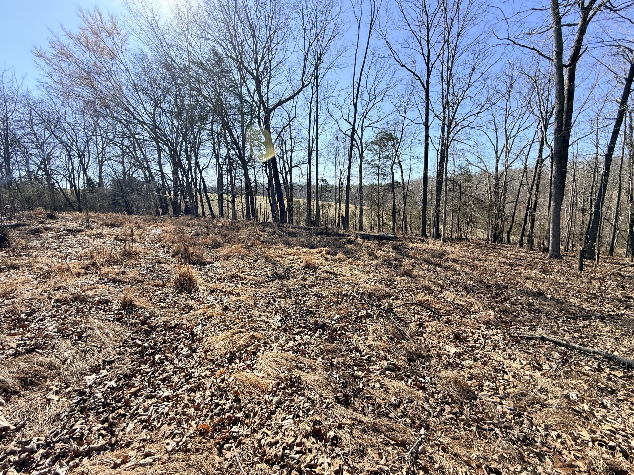 1324 Edmenson Road Clarksville, TN 37040 - Photo 13 of 14 a view of a yard with trees