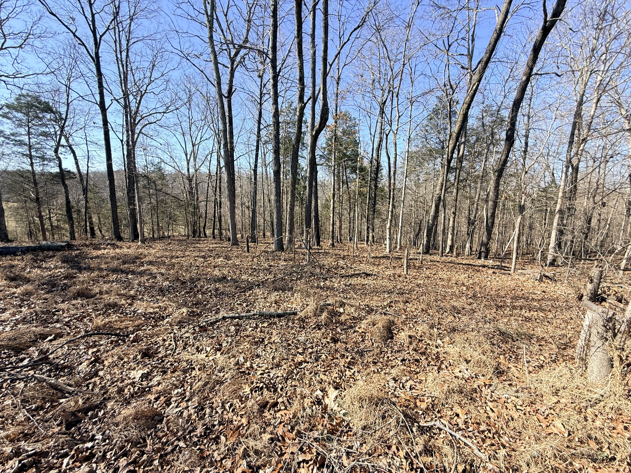 1324 Edmenson Road Clarksville, TN 37040 - Photo 14 of 14 a view of outdoor space with trees