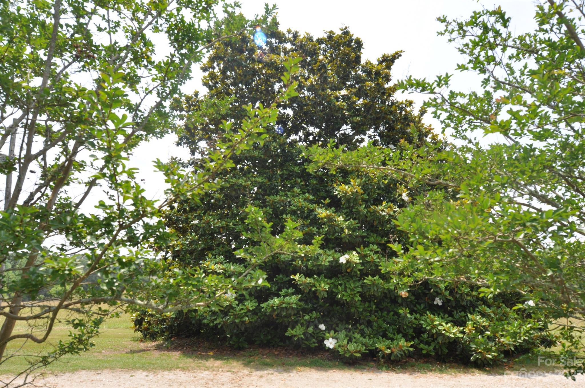 2546 Trussel Road Chester, SC 29706 - Photo 25 of 25 a view of a tree