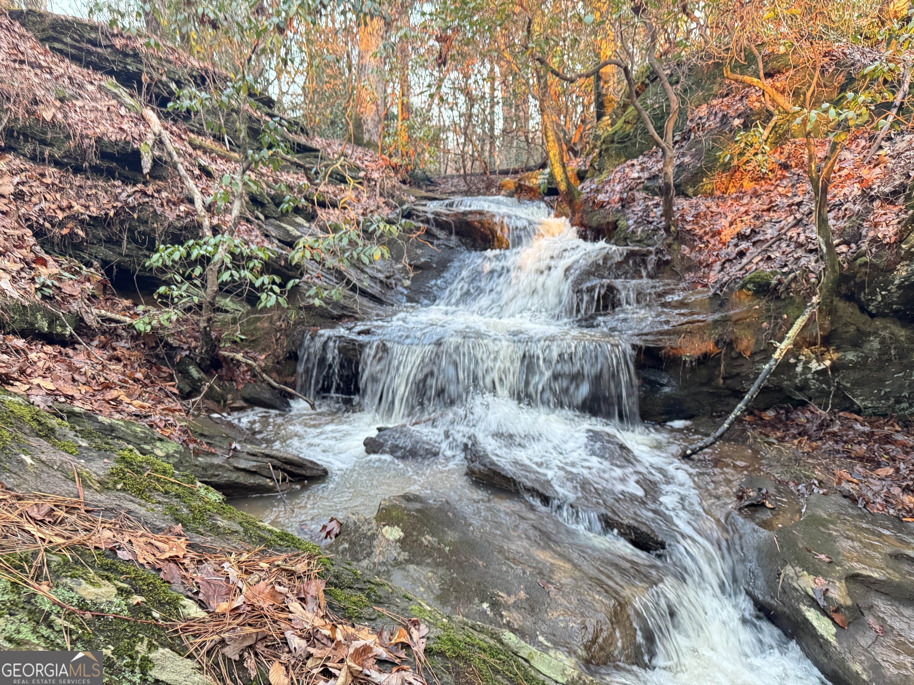 1632 Sperin Road Ball Ground, GA 30107 - Photo 6 of 8 a view of a dry yard with trees