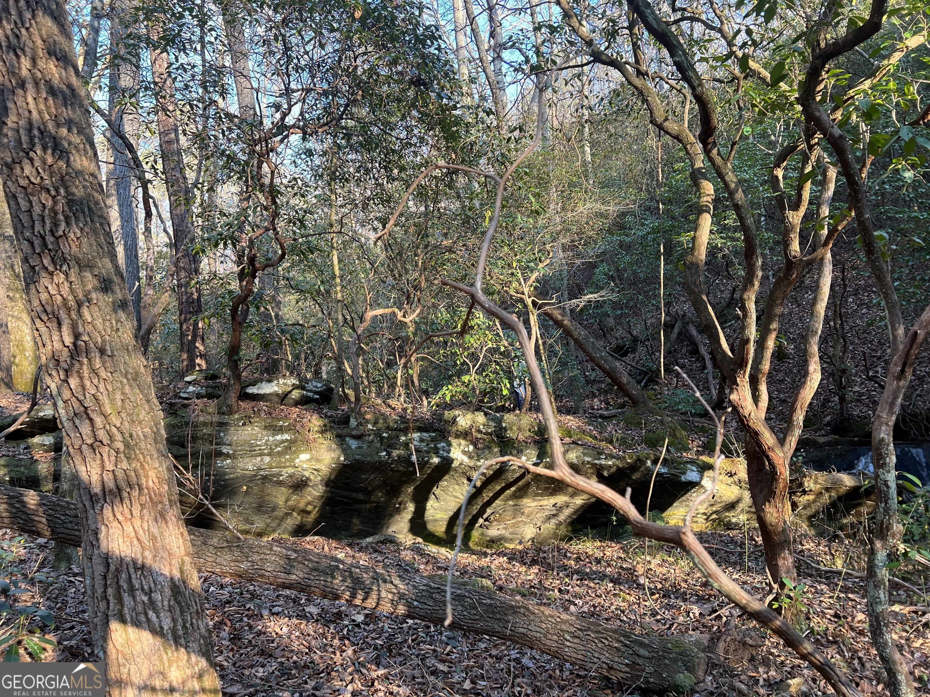 1632 Sperin Road Ball Ground, GA 30107 - Photo 7 of 7 a view of a yard with plants and large trees