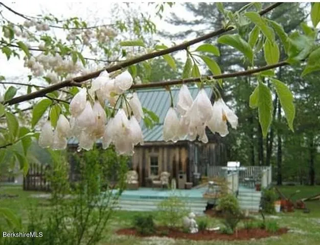 a view of a yard with trees