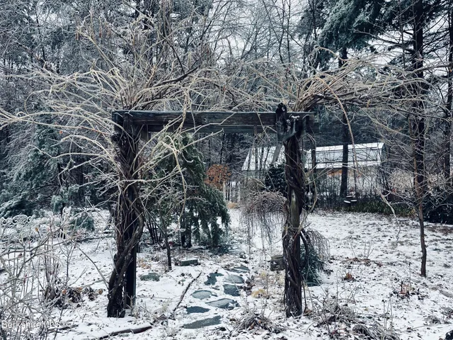a view of a garden with a tree