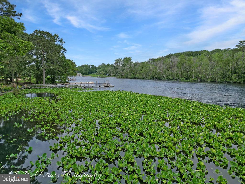 a view of a yard with a tree