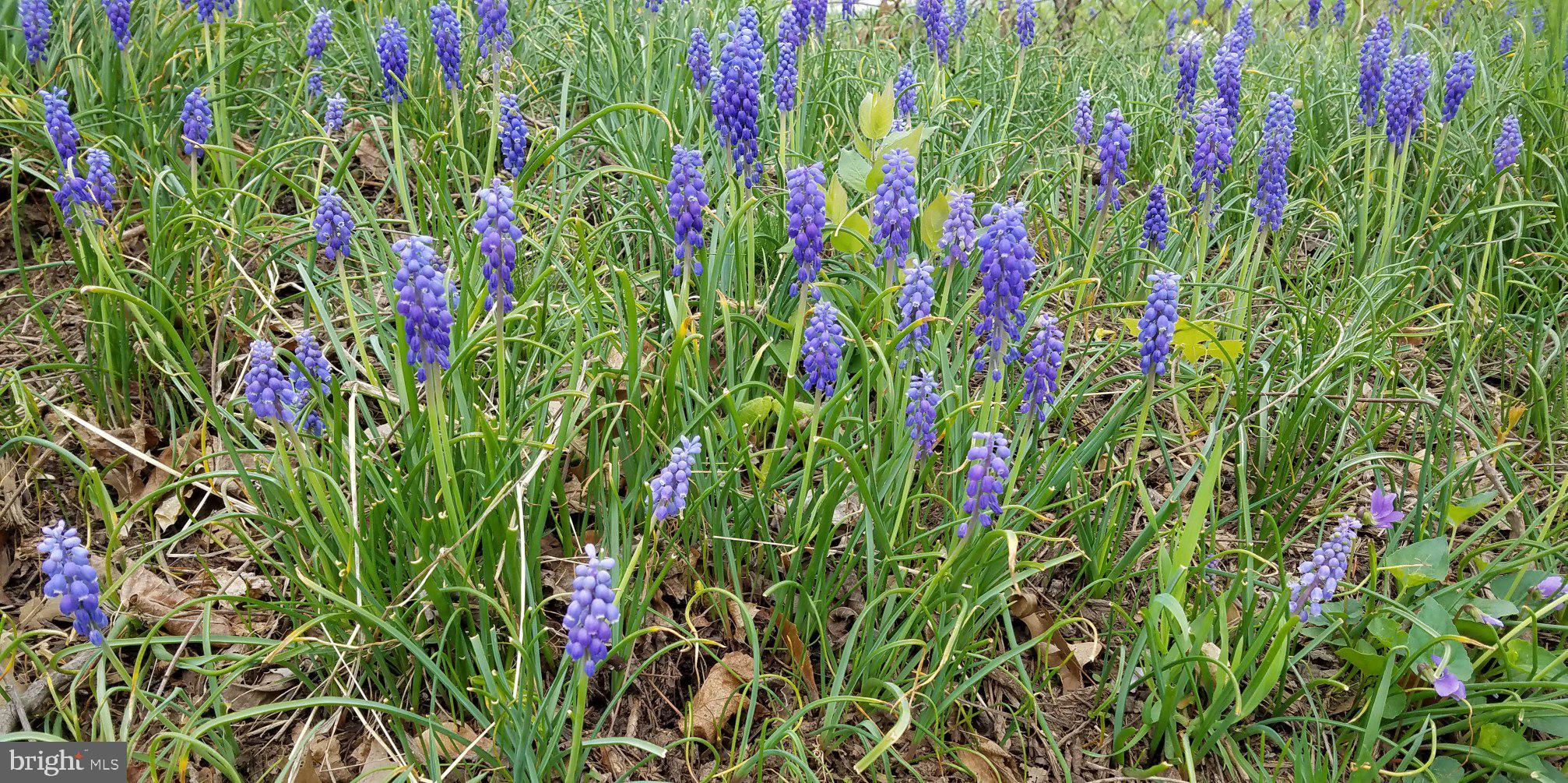 11817 Indigo Road Silver Spring, MD 20906 - Photo 31 of 35