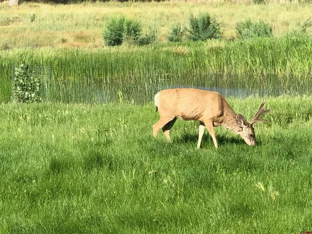 a view of a lake with houses in background