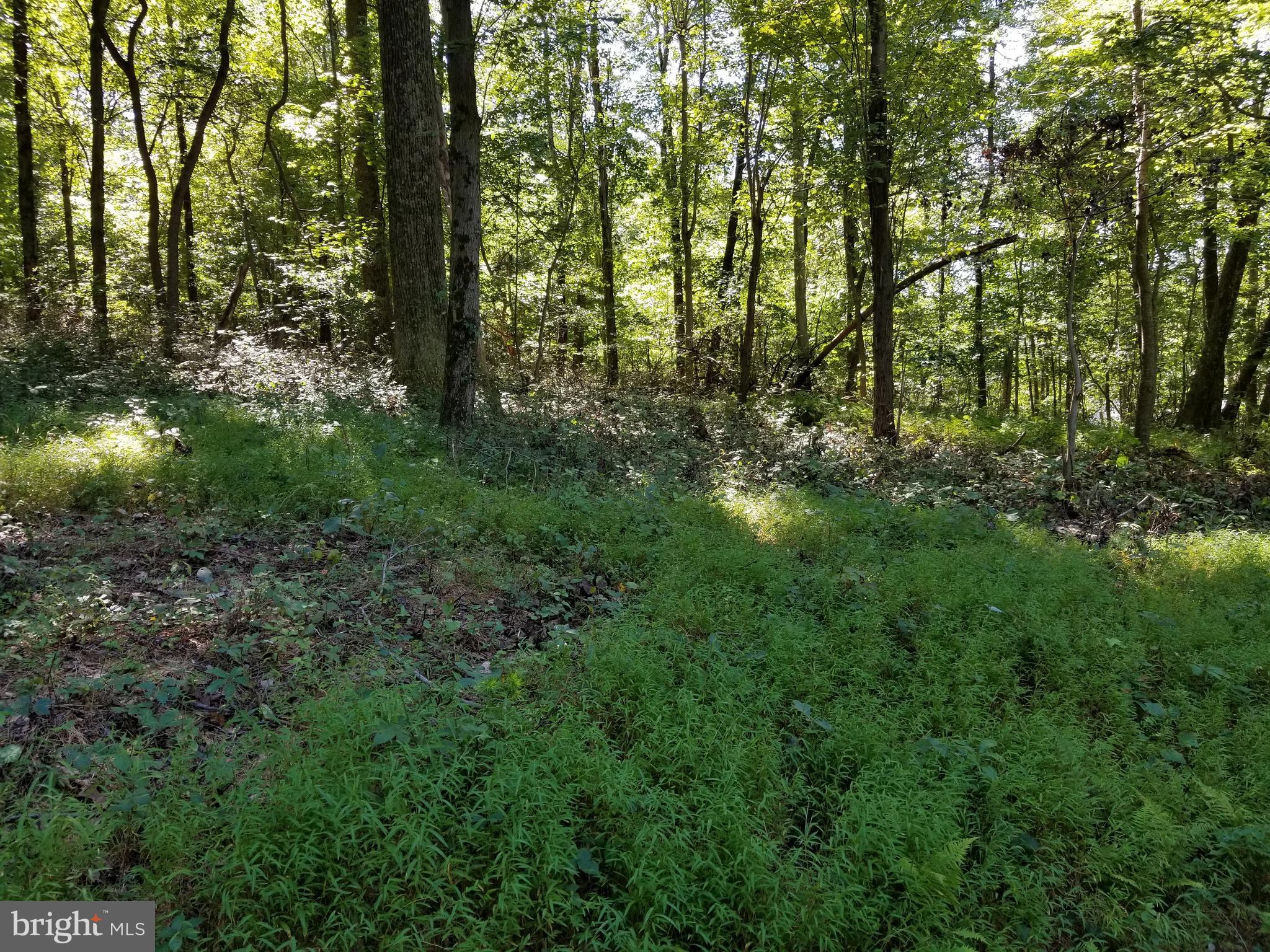 7736 Talbot Run Road Mount Airy, MD 21771 - Photo 9 of 10
