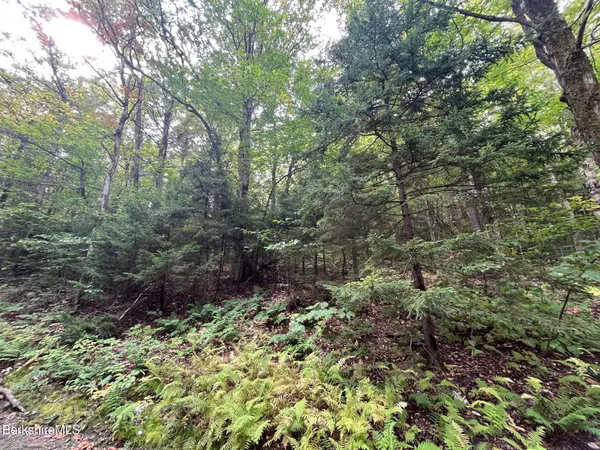 a view of a forest with a tree