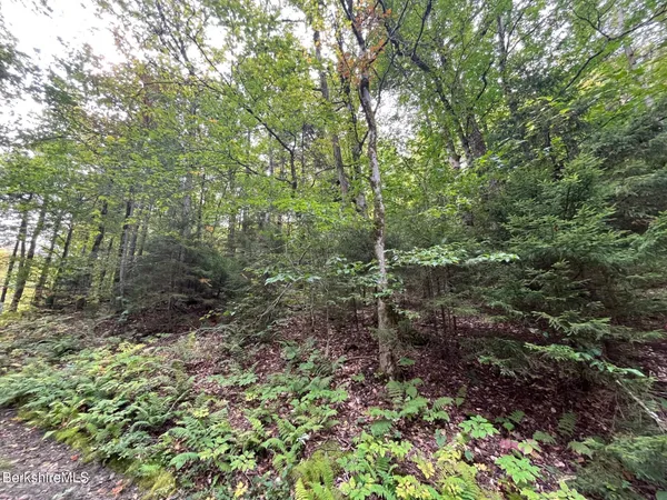a view of a forest with trees