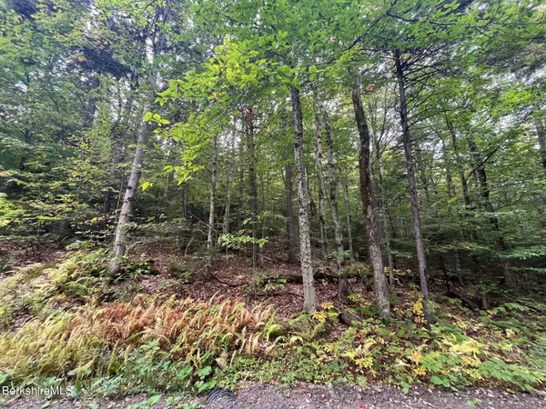 a view of a forest with trees in the background
