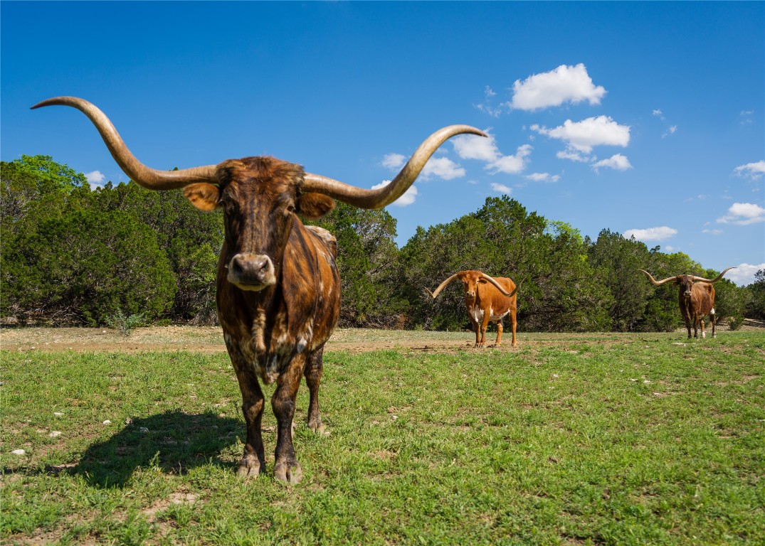 892 Baird Ranch Road Johnson City, TX 78636 - Photo 11 of 22