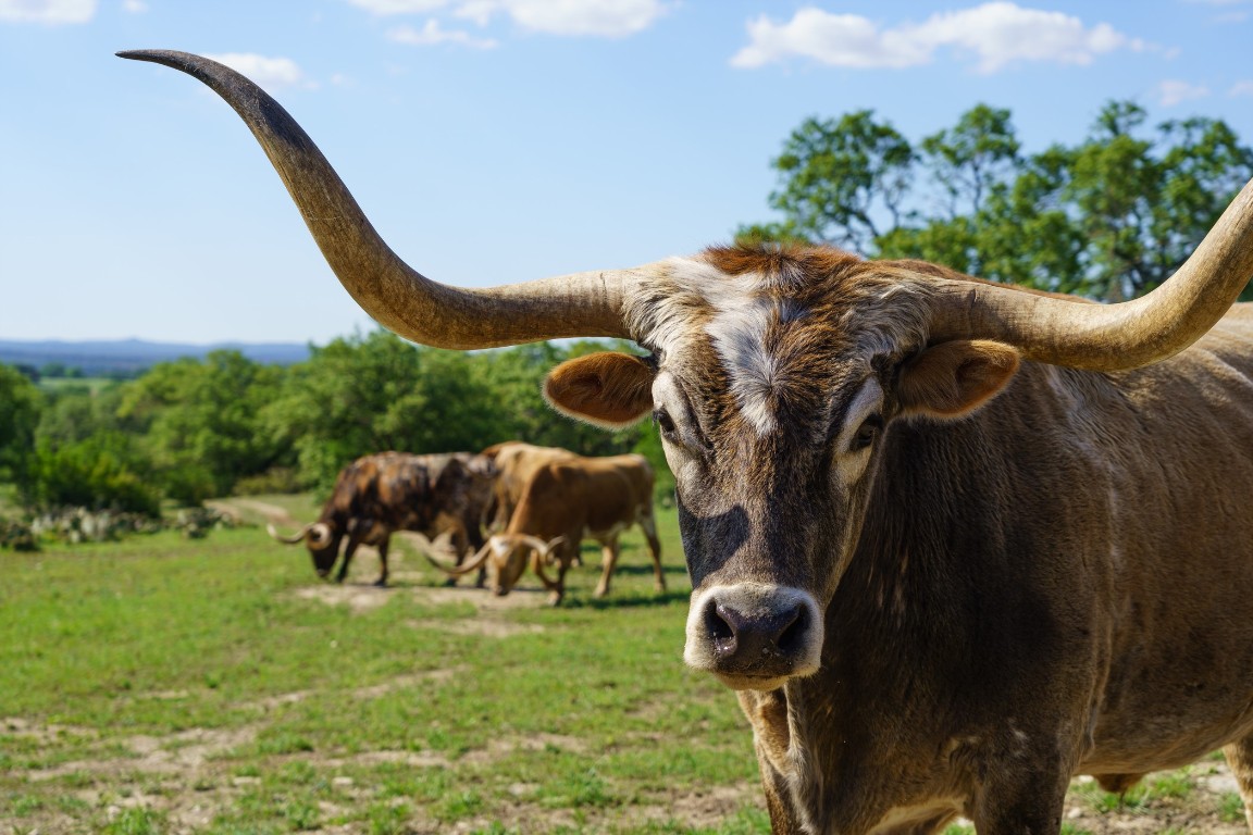 892 Baird Ranch Road Johnson City, TX 78636 - Photo 12 of 22