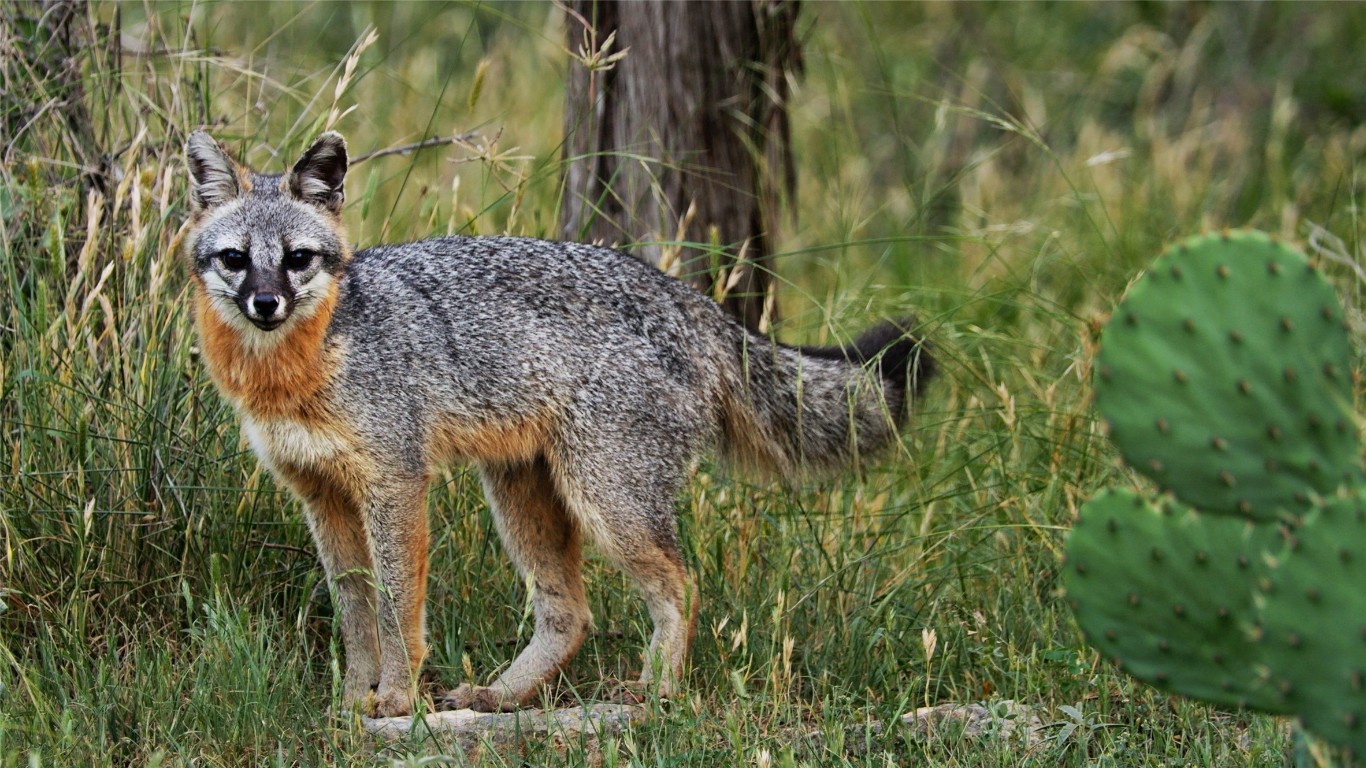 892 Baird Ranch Road Johnson City, TX 78636 - Photo 13 of 22 Wildlife on the Ranch