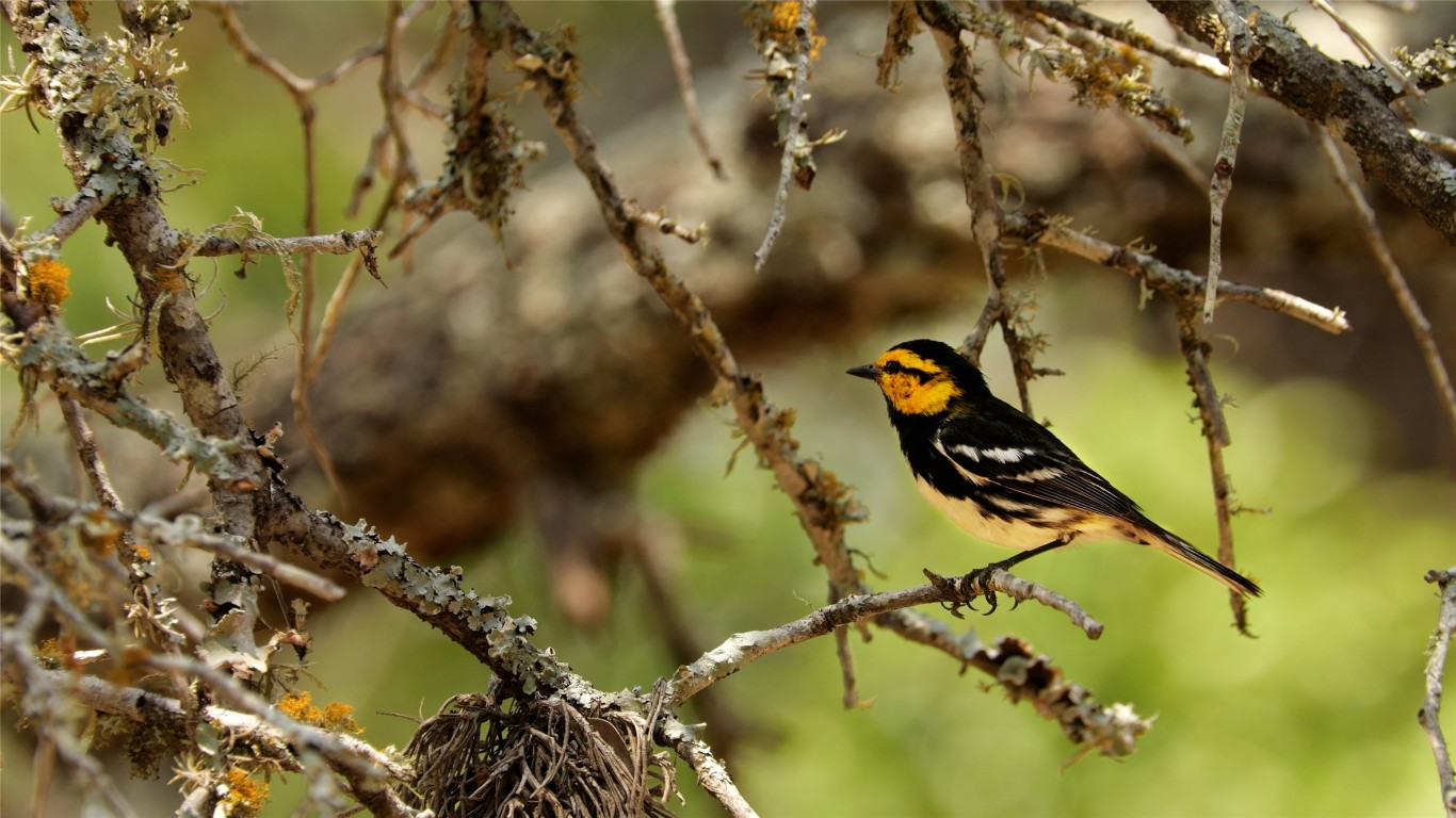 892 Baird Ranch Road Johnson City, TX 78636 - Photo 14 of 22 Wildlife on the Ranch