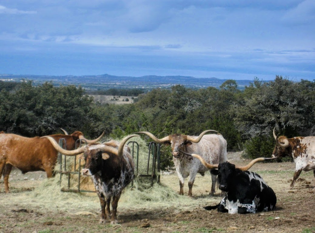 892 Baird Ranch Road Johnson City, TX 78636 - Photo 22 of 22
