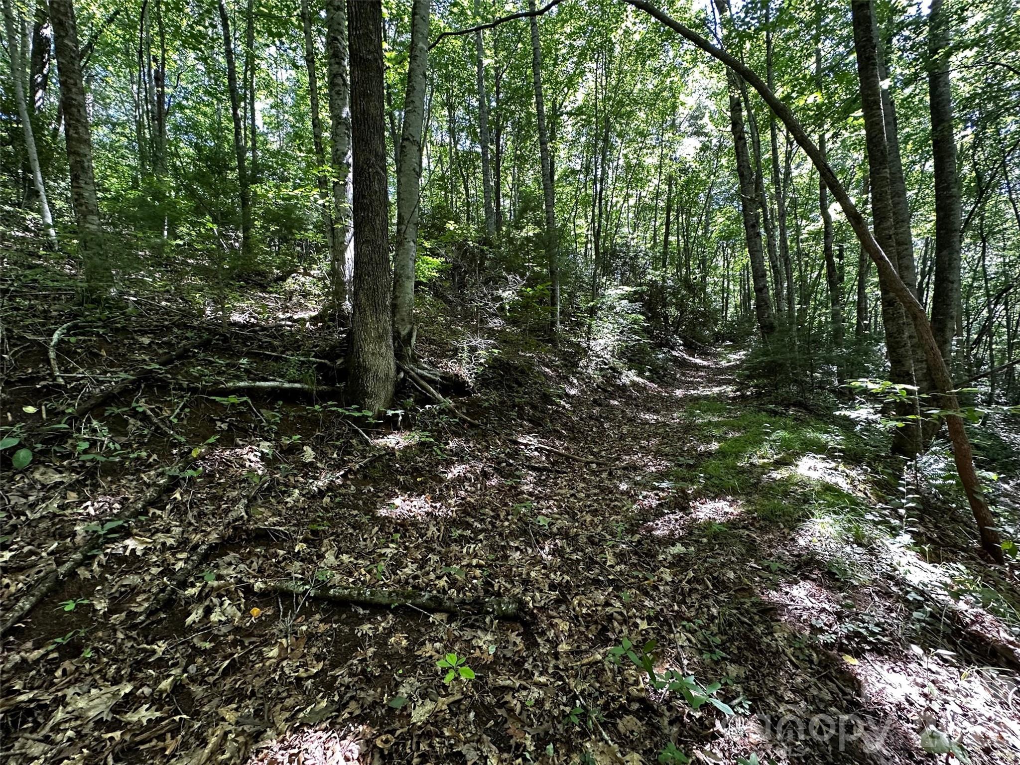 0 Lake Logan Road Canton, NC 28716 - Photo 20 of 22 a view of a forest with trees in the background