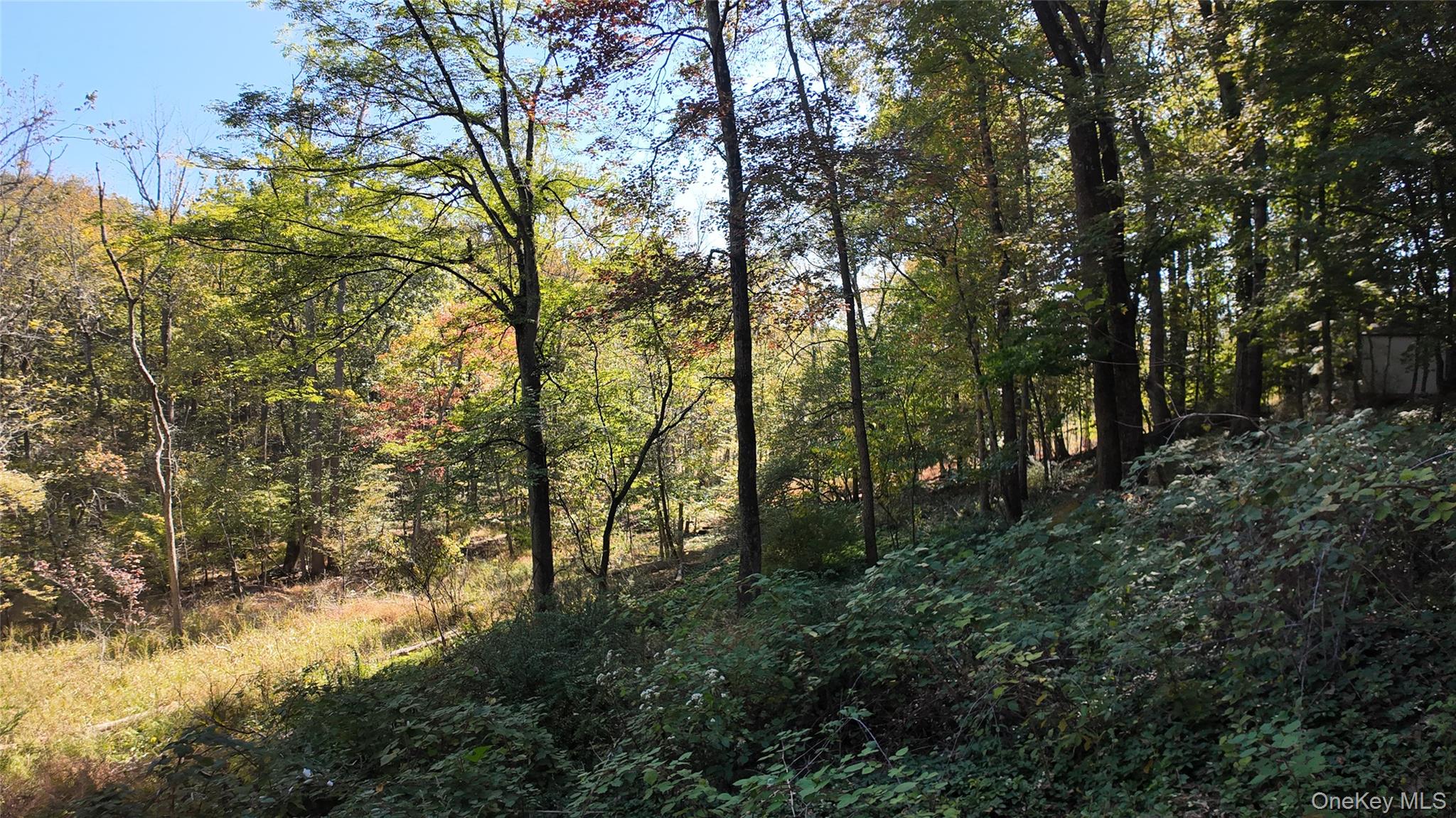 96 Old Pascack Road Pearl River, NY 10965 - Photo 39 of 41 a view of forest