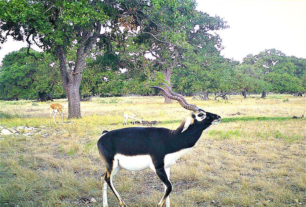 51 Deadend Rd Mountain Junction, TX 76849 - Photo 14 of 19