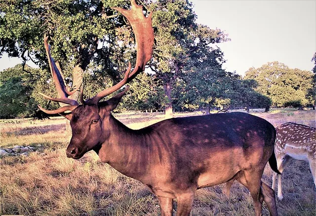 $1,950,000 | 51 Deadend Rd Mountain, Junction, TX 76849