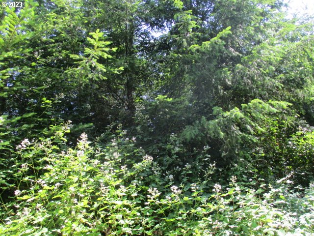 0 Mt Pleasant Road Lebanon, OR 97355 - Photo 3 of 5 a view of a lush green forest