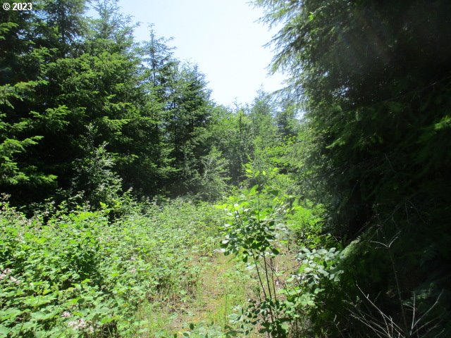 0 Mt Pleasant Road Lebanon, OR 97355 - Photo 4 of 5 a view of a garden