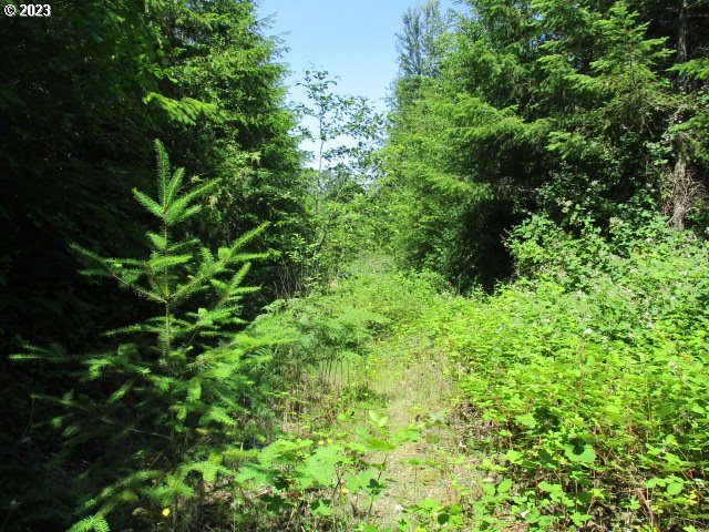 0 Mt Pleasant Road Lebanon, OR 97355 - Photo 5 of 5 a view of a lush green forest