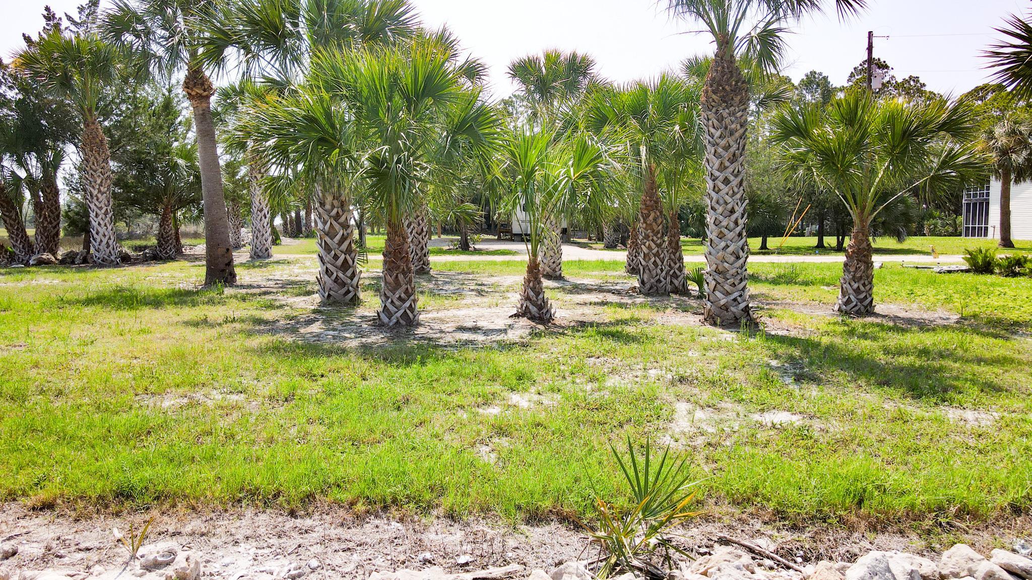 Xxxx Osprey Road Perry, FL 32348 - Photo 3 of 20 Gallery Image 3