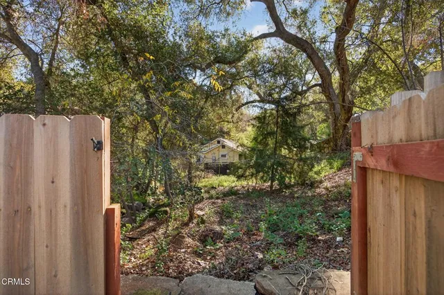 a view of a yard with plants and large trees