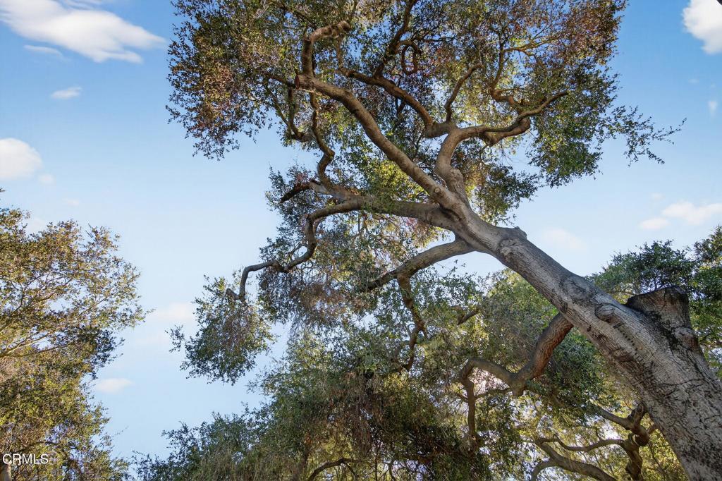 312 Prospect Street Oak View, CA 93022 - Photo 44 of 45 a view of a tree in a yard with a tree