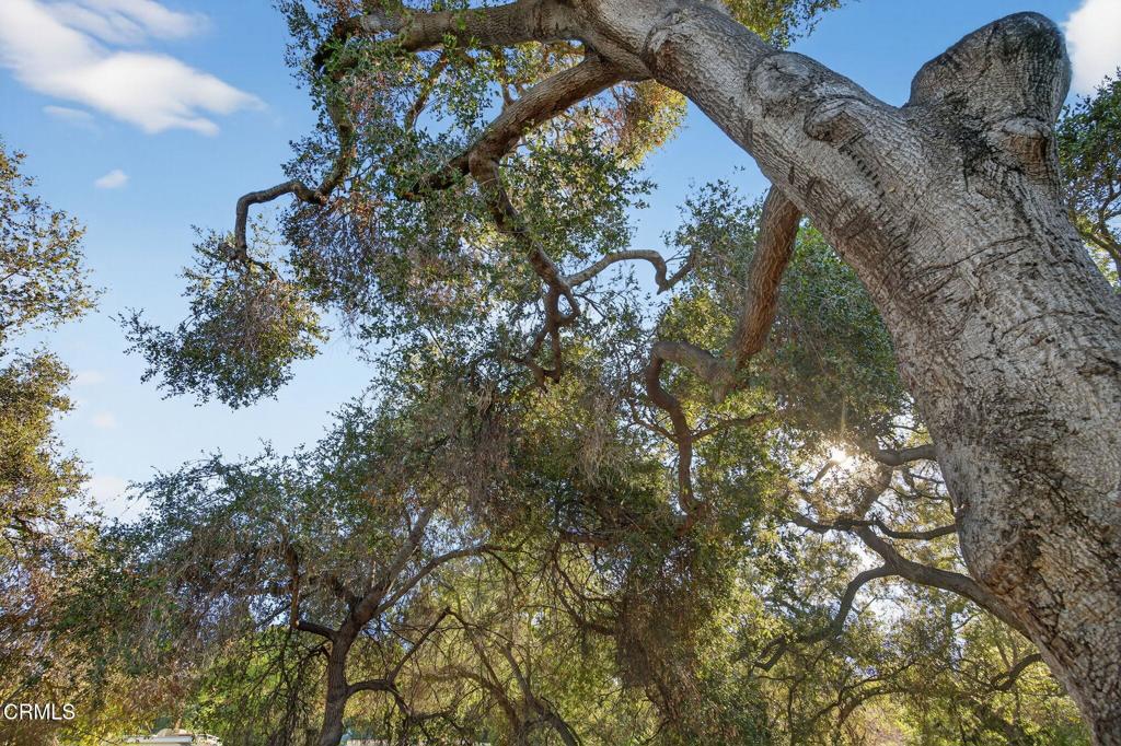 312 Prospect Street Oak View, CA 93022 - Photo 45 of 45 a view of a tree in a yard