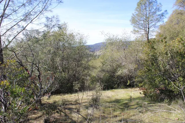 a view of a yard with a tree