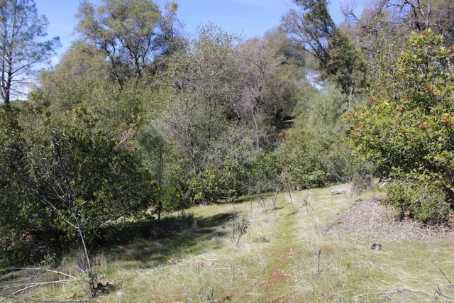a view of a yard with a tree