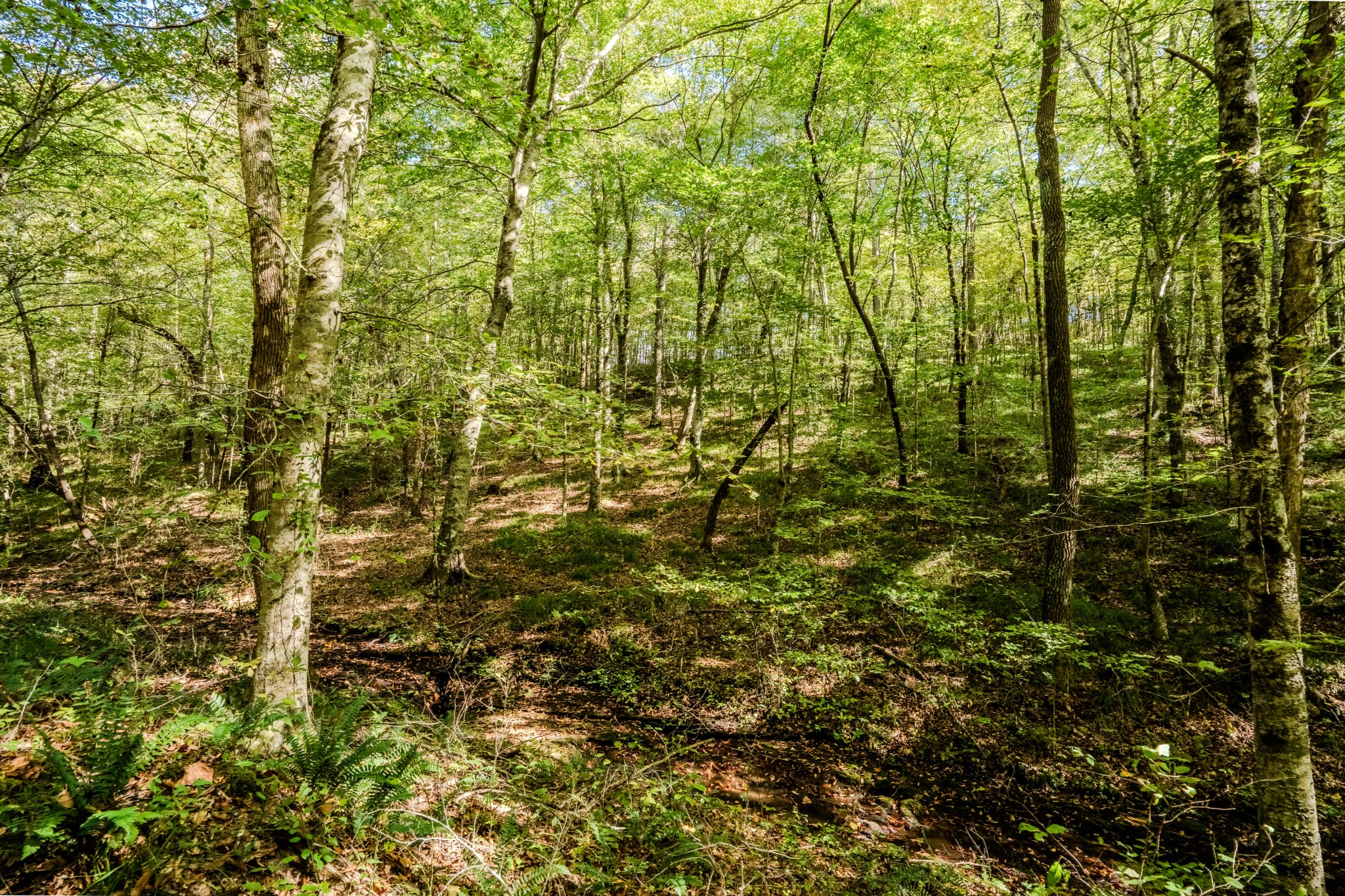 0 South Randall Road Westpoint, TN 38486 - Photo 71 of 79